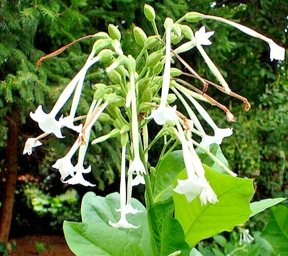 Flowering Tobacco Seeds – White Nicotiana Sylvestris – 500 Seed Pack – Outdoor Annual Flower - Image 2