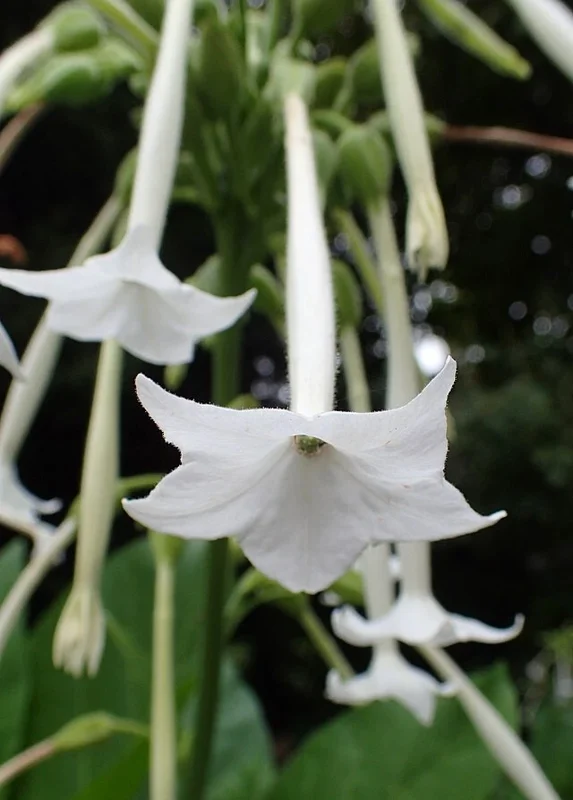 Flowering Tobacco Seeds - White Nicotiana Sylvestris, 550 Seeds, Outdoor - Image 2