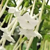 Flowering Tobacco Seeds - White Nicotiana Sylvestris, 550 Seeds, Outdoor - Image 1
