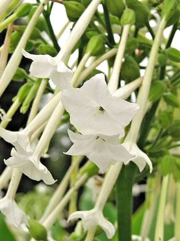Flowering Tobacco Seeds - White Nicotiana Sylvestris, 550 Seeds, Outdoor - Image 1