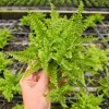 Fluffy Ruffle Fern Live Plant – Nephrolepis exaltata – 4 Inch Pot – Indoor - Image 1