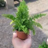Fluffy Ruffles Fern Live Plant - Nephrolepis Exaltata - 2in or 4in Pot - Indoor - Image 1