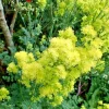 Foamy Meadowrue 30 Seeds - Thalictrum Isopyroides - Hardy Perennial Yellow Flowers for Outdoor Gardens - Image 1