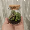 Foliage Terrarium Live Plant - 3 Assorted Plants - Indoor Decor - Image 1