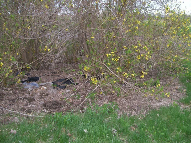 Forsythia Bush Cuttings - 12 Unrooted 6-8 Inch Live Plant Cuttings for Outdoor Planting Forsythia Bush Cuttings - 12 Unrooted 6-8 Inch Live Plant Cuttings for Outdoor Planting - Image 4