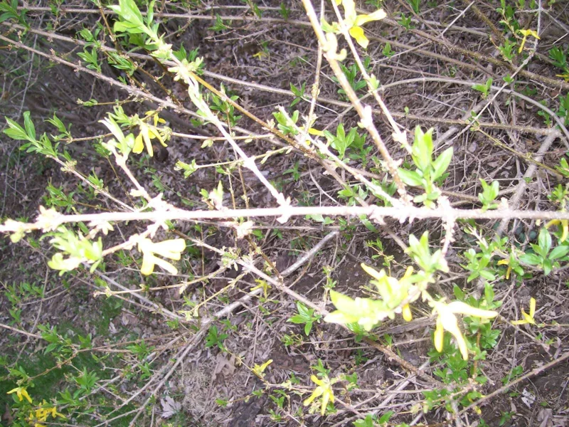 Forsythia Bush Cuttings - 12 Unrooted 6-8 Inch Live Plant Cuttings for Outdoor Planting Forsythia Bush Cuttings - 12 Unrooted 6-8 Inch Live Plant Cuttings for Outdoor Planting - Image 8