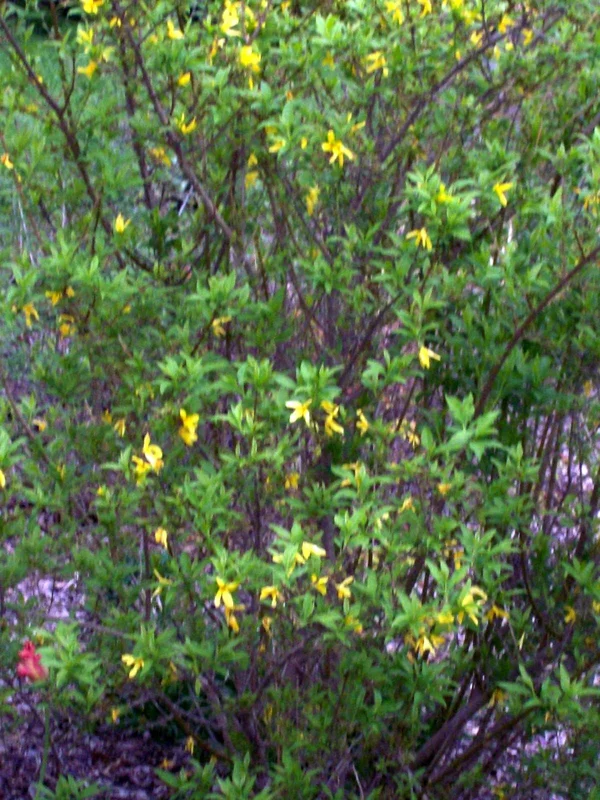 Forsythia Bush Cuttings - 12 Unrooted 6-8 Inch Live Plant Cuttings for Outdoor Planting Forsythia Bush Cuttings - 12 Unrooted 6-8 Inch Live Plant Cuttings for Outdoor Planting - Image 1
