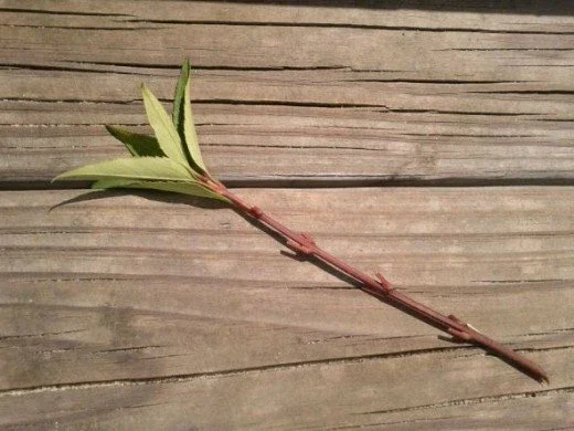 Forsythia Bush Cuttings - Set of 12 Unrooted Stems, 6-8 Inches Tall, Outdoor Shrub Forsythia Bush Cuttings - Set of 12 Unrooted Stems, 6-8 Inches Tall, Outdoor Shrub - Image 2