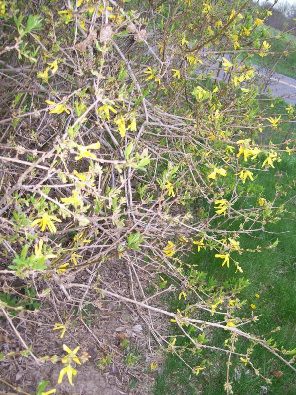 Forsythia Bush Cuttings - Set of 12 Unrooted Stems, 6-8 Inches Tall, Outdoor Shrub Forsythia Bush Cuttings - Set of 12 Unrooted Stems, 6-8 Inches Tall, Outdoor Shrub - Image 3