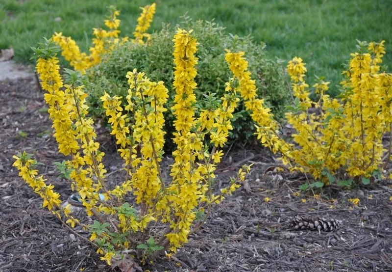 Forsythia Bush Cuttings - Set of 12 Unrooted Stems, 6-8 Inches Tall, Outdoor Shrub Forsythia Bush Cuttings - Set of 12 Unrooted Stems, 6-8 Inches Tall, Outdoor Shrub - Image 6