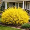 Forsythia Live Plant – Yellow Spring Shrub – 8-10 Inch Tall – Outdoor Ornamental - Image 1