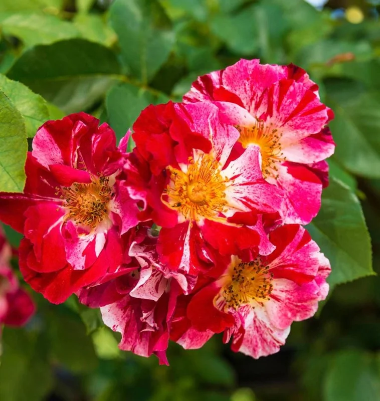 Fourth of July Climbing Rose Live Plant – Red White Striped Blooms – 5-9 Inch Starter Fourth of July Climbing Rose Live Plant – Red White Striped Blooms – 5-9 Inch Starter - Image 2