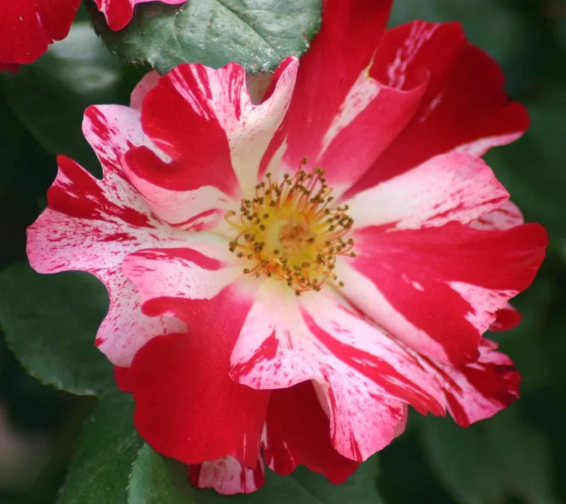 Fourth of July Climbing Rose Live Plant – Red White Striped Blooms – 5-9 Inch Starter Fourth of July Climbing Rose Live Plant – Red White Striped Blooms – 5-9 Inch Starter - Image 3