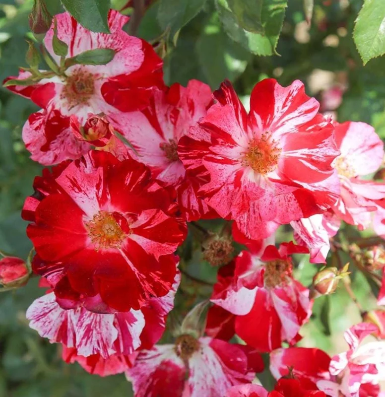 Fourth of July Climbing Rose Live Plant – Red White Striped Blooms – 5-9 Inch Starter Fourth of July Climbing Rose Live Plant – Red White Striped Blooms – 5-9 Inch Starter - Image 4