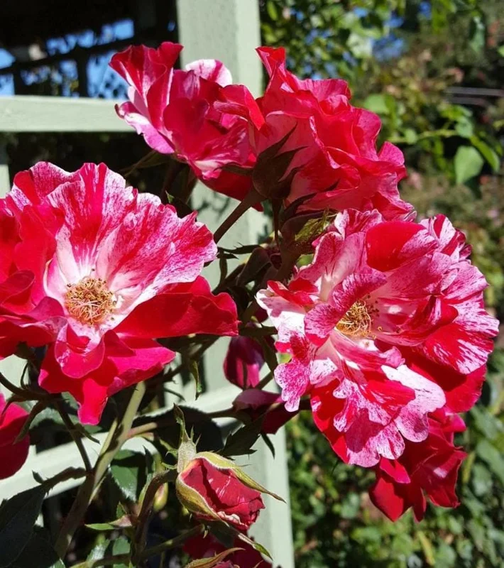 Fourth of July Climbing Rose Live Plant – Red White Striped Blooms – 5-9 Inch Starter Fourth of July Climbing Rose Live Plant – Red White Striped Blooms – 5-9 Inch Starter - Image 5