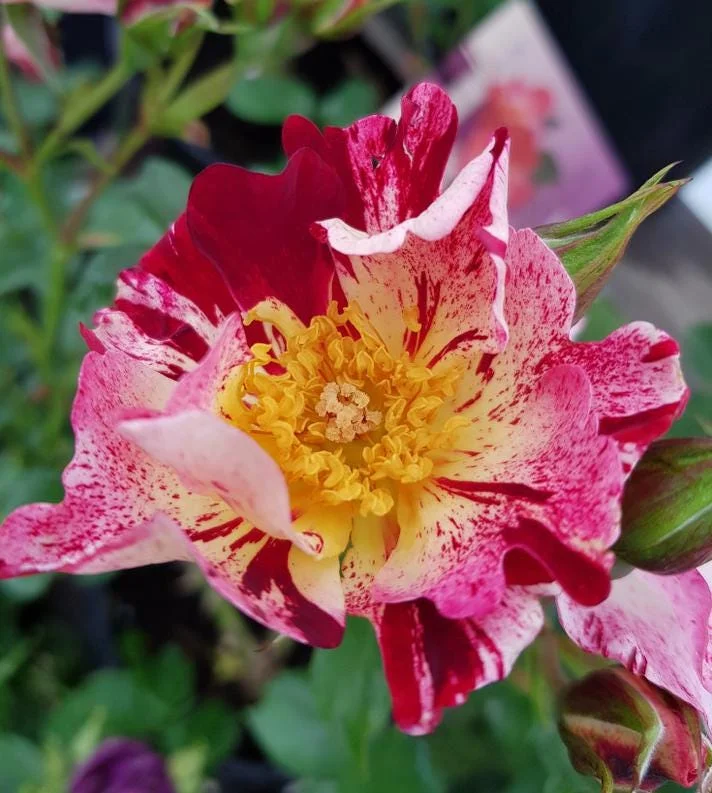 Fourth of July Climbing Rose Live Plant – Red White Striped Blooms – 5-9 Inch Starter Fourth of July Climbing Rose Live Plant – Red White Striped Blooms – 5-9 Inch Starter - Image 6