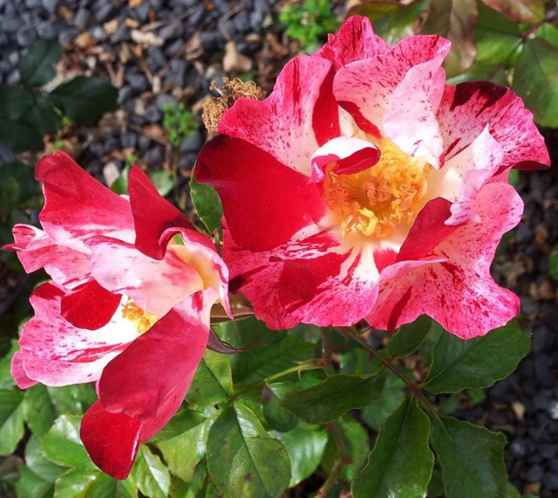 Fourth of July Climbing Rose Live Plant – Red White Striped Blooms – 5-9 Inch Starter Fourth of July Climbing Rose Live Plant – Red White Striped Blooms – 5-9 Inch Starter - Image 7