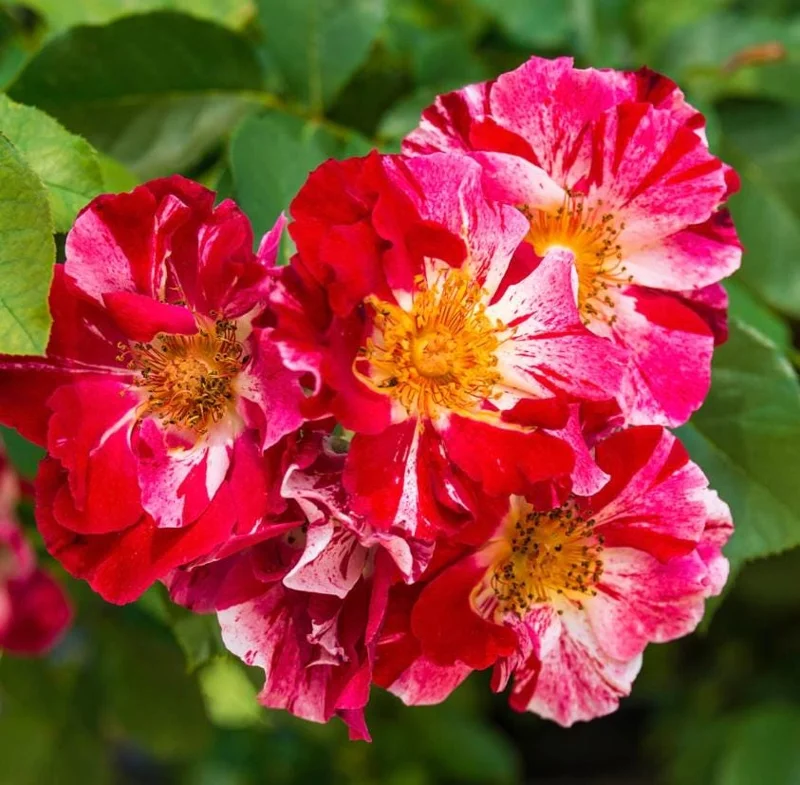 Fourth of July Climbing Rose Live Plant – Red White Striped Blooms – 5-9 Inch Starter Fourth of July Climbing Rose Live Plant – Red White Striped Blooms – 5-9 Inch Starter - Image 8