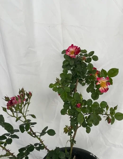 Fourth of July Climbing Rose Live Plant – Red White Striped Blooms – 5-9 Inch Starter Fourth of July Climbing Rose Live Plant – Red White Striped Blooms – 5-9 Inch Starter - Image 9