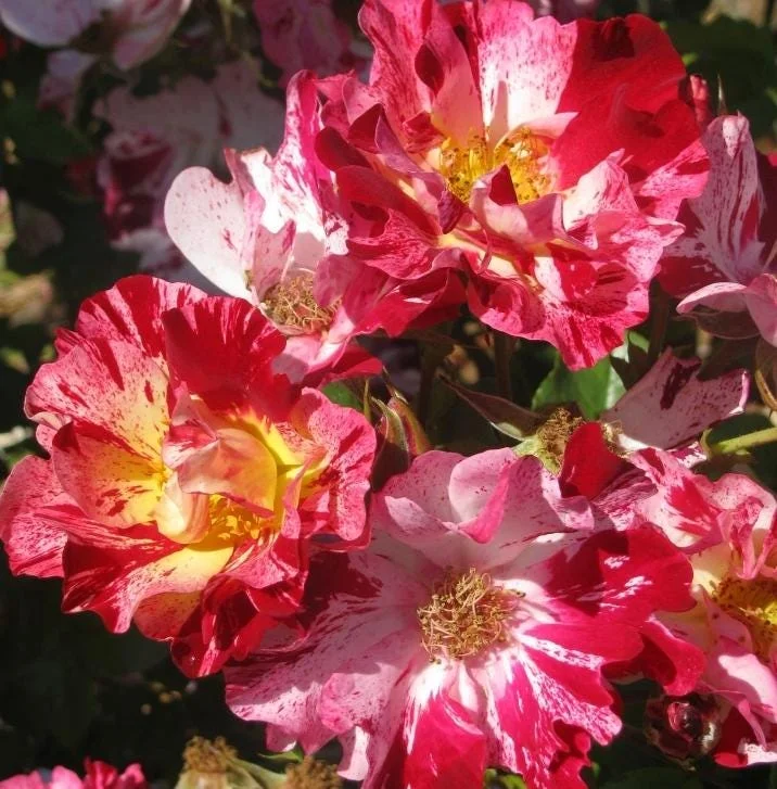 Fourth of July Climbing Rose Live Plant – Red White Striped Blooms – 5-9 Inch Starter Fourth of July Climbing Rose Live Plant – Red White Striped Blooms – 5-9 Inch Starter - Image 1