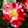 Fourth of July Climbing Rose Live Plant - Red & White Striped Blooms, 4-8 Inch Tall - Image 1