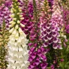 Foxglove Digitalis Purpurea Flower Seeds - 1002 Seeds, Spotted Purple & White Blooms, Biennial Perennial - Image 1