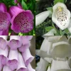 Foxglove Digitalis Purpurea Seeds - 1000 Count, Spotted Purple & White, Biennial Flower, Hardy Perennial - Image 1