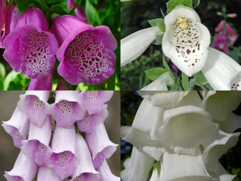 Foxglove Digitalis Purpurea Seeds - 1000 Count, Spotted Purple & White, Biennial Flower, Hardy Perennial - Image 1