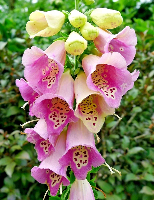 Foxglove Seeds Digitalis Purpurea - 10,000 Bulk Seeds, Spotted Purple & White Flowers, Hardy Perennial - Image 2