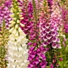 Foxglove Seeds Digitalis Purpurea - 10,000 Bulk Seeds, Spotted Purple & White Flowers, Hardy Perennial - Image 1