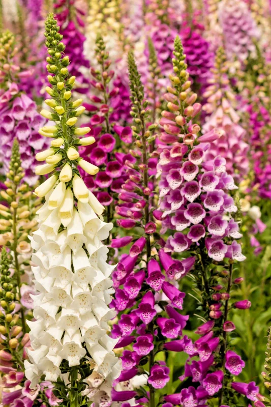 Foxglove Seeds Digitalis Purpurea - 10,000 Bulk Seeds, Spotted Purple & White Flowers, Hardy Perennial - Image 1