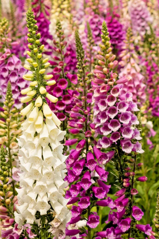 Foxglove Seeds Digitalis Purpurea - Spotted Purple, Pink, White Multicolor Flower Seeds - Perennial, Biennial - Image 2
