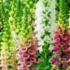 Foxglove Seeds Digitalis Purpurea - Spotted Purple, Pink, White Multicolor Flower Seeds - Perennial, Biennial - Image 1