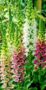 Foxglove Seeds Digitalis Purpurea - Spotted Purple, Pink, White Multicolor Flower Seeds - Perennial, Biennial - Image 1