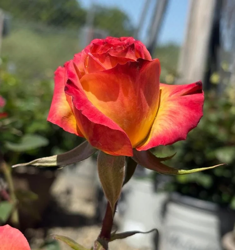 Fragrant Rose Plant Live – 5-9 Inch Rose Bush Starter for Outdoor Garden Fragrant Rose Plant Live – 5-9 Inch Rose Bush Starter for Outdoor Garden - Image 10