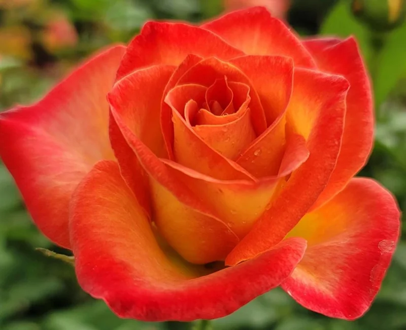 Fragrant Rose Plant Live – 5-9 Inch Rose Bush Starter for Outdoor Garden Fragrant Rose Plant Live – 5-9 Inch Rose Bush Starter for Outdoor Garden - Image 2