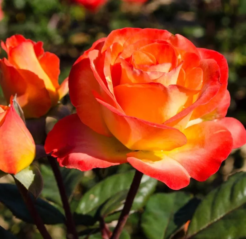 Fragrant Rose Plant Live – 5-9 Inch Rose Bush Starter for Outdoor Garden Fragrant Rose Plant Live – 5-9 Inch Rose Bush Starter for Outdoor Garden - Image 3