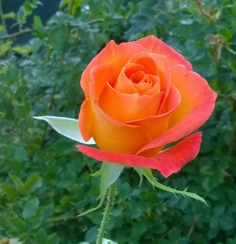 Fragrant Rose Plant Live – 5-9 Inch Rose Bush Starter for Outdoor Garden Fragrant Rose Plant Live – 5-9 Inch Rose Bush Starter for Outdoor Garden - Image 5