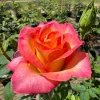 Fragrant Rose Plant Live – 5-9 Inch Rose Bush Starter for Outdoor Garden Fragrant Rose Plant Live – 5-9 Inch Rose Bush Starter for Outdoor Garden - Image 1