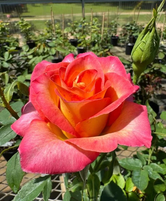 Fragrant Rose Plant Live – 5-9 Inch Rose Bush Starter for Outdoor Garden Fragrant Rose Plant Live – 5-9 Inch Rose Bush Starter for Outdoor Garden - Image 1