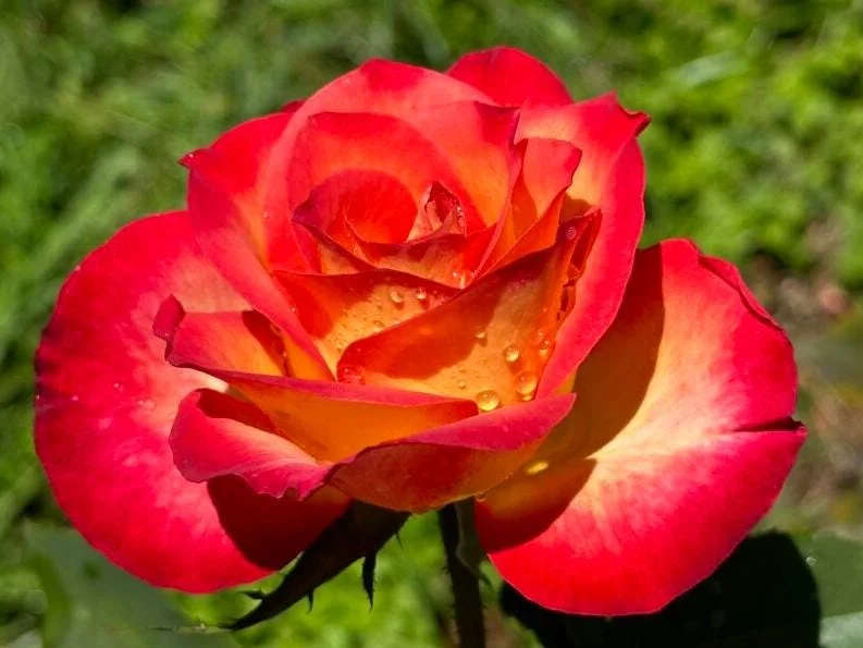 Fragrant Rose Plant Live – 5-9 Inch Rose Bush Starter for Outdoor Garden Fragrant Rose Plant Live – 5-9 Inch Rose Bush Starter for Outdoor Garden - Image 6