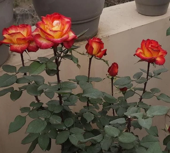 Fragrant Rose Plant Live – 5-9 Inch Rose Bush Starter for Outdoor Garden Fragrant Rose Plant Live – 5-9 Inch Rose Bush Starter for Outdoor Garden - Image 7