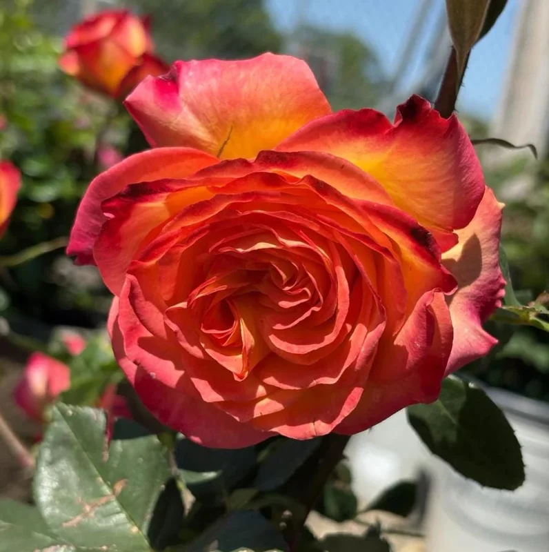 Fragrant Rose Plant Live – 5-9 Inch Rose Bush Starter for Outdoor Garden Fragrant Rose Plant Live – 5-9 Inch Rose Bush Starter for Outdoor Garden - Image 8