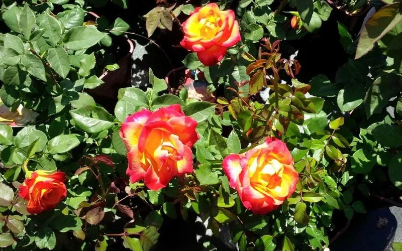 Fragrant Rose Plant Live – 5-9 Inch Rose Bush Starter for Outdoor Garden Fragrant Rose Plant Live – 5-9 Inch Rose Bush Starter for Outdoor Garden - Image 9