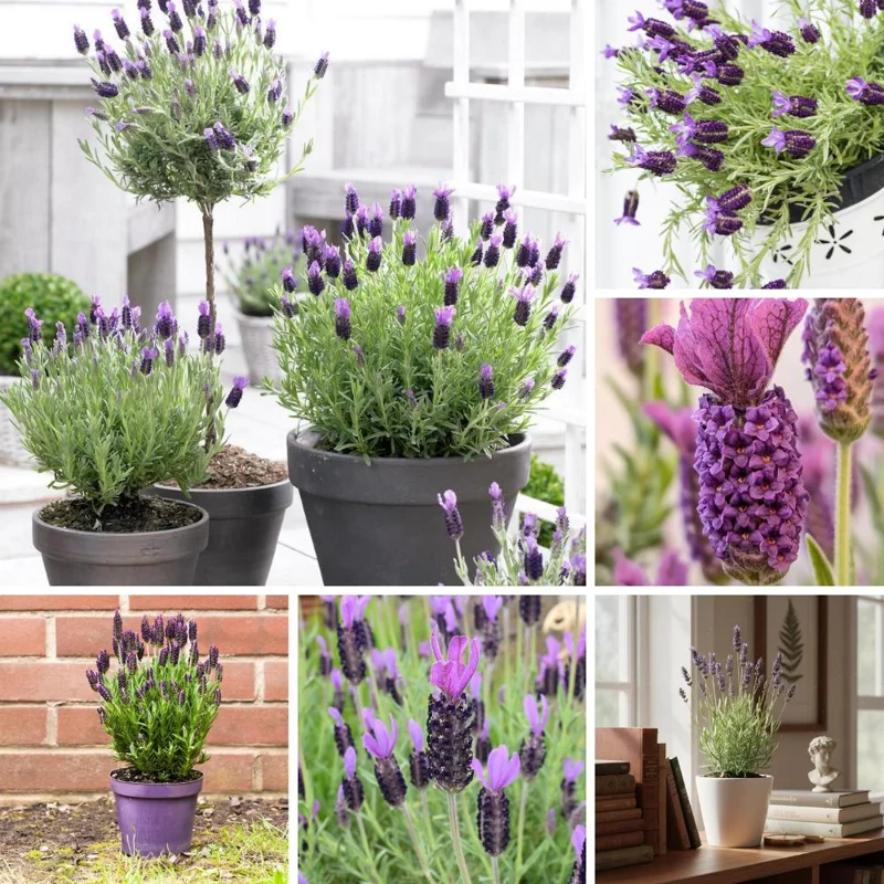 French Lavender Live Plant - 4-6 Inches Tall, Cold Hardy Herb, Indoor/Outdoor - Image 2