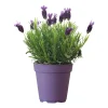 French Lavender Live Plant - 4-6 Inches Tall, Cold Hardy Herb, Indoor/Outdoor - Image 1