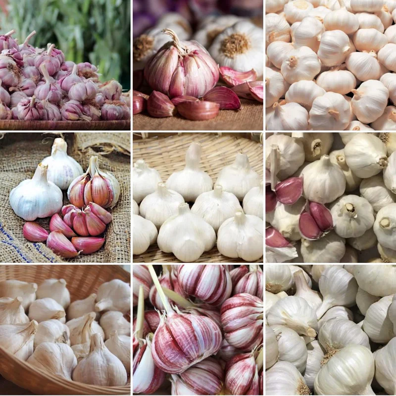 French Mix Garlic Bulbs – Ready to Grow – 0.5 Pound – Planting & Culinary Use French Mix Garlic Bulbs – Ready to Grow – 0.5 Pound – Planting & Culinary Use - Image 2