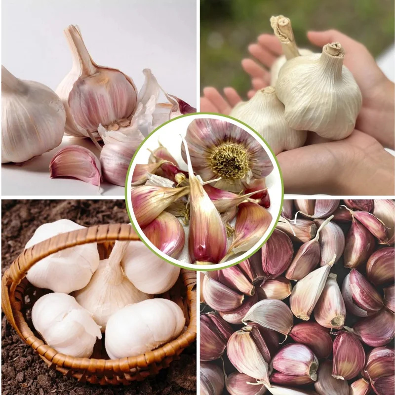 French Mix Garlic Bulbs – Ready to Grow – 0.5 Pound – Planting & Culinary Use French Mix Garlic Bulbs – Ready to Grow – 0.5 Pound – Planting & Culinary Use - Image 3