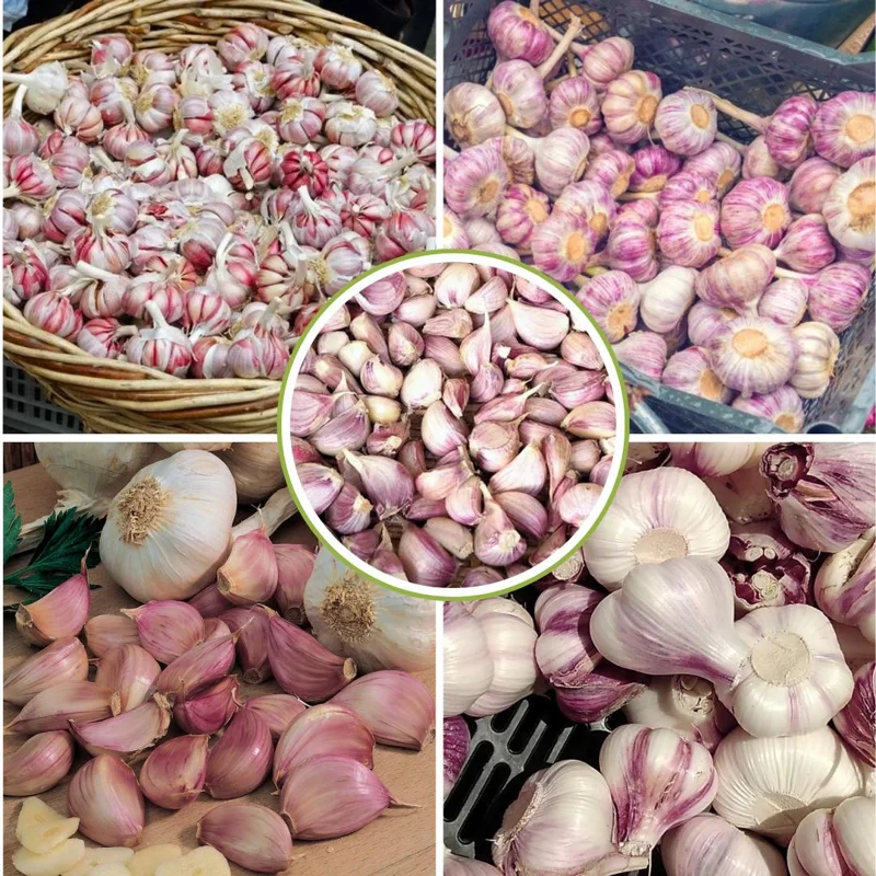French Mix Garlic Bulbs – Ready to Grow – 0.5 Pound – Planting & Culinary Use French Mix Garlic Bulbs – Ready to Grow – 0.5 Pound – Planting & Culinary Use - Image 4