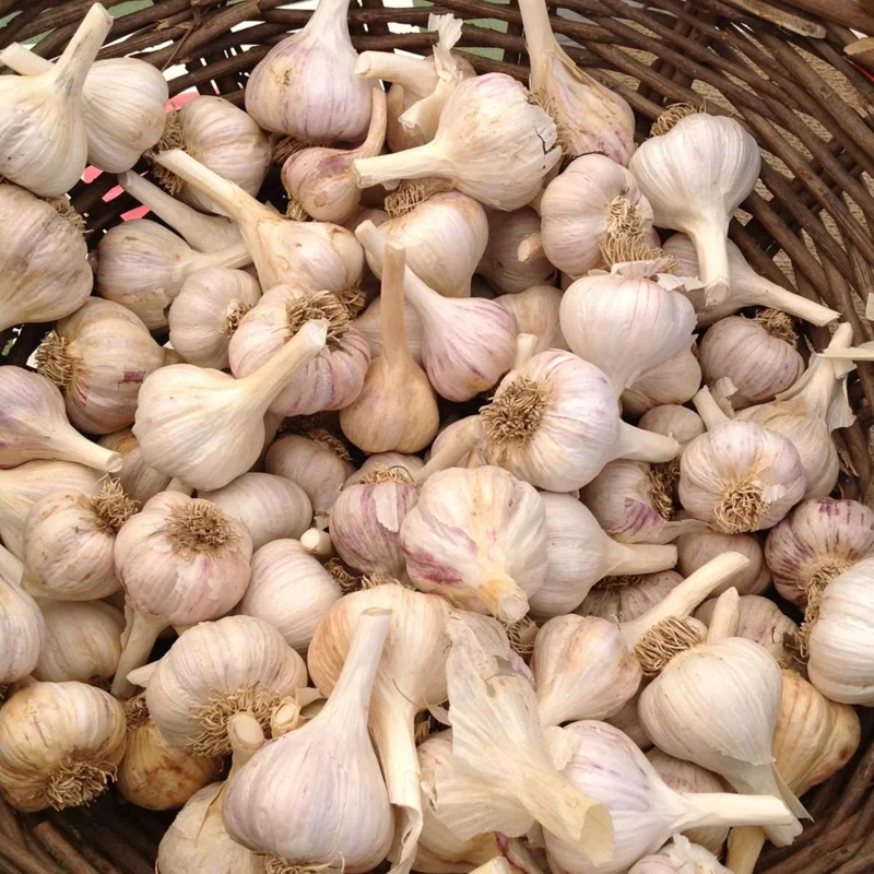 French Mix Garlic Bulbs – Ready to Grow – 0.5 Pound – Planting & Culinary Use French Mix Garlic Bulbs – Ready to Grow – 0.5 Pound – Planting & Culinary Use - Image 1